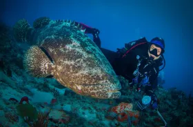 Goliath and Dive Master, Palm Beach, FL