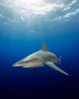 Sandbar Shark, Jupiter, FL