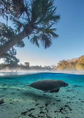 Florida Manatee