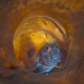 Seaweed Blenny, Palm Beach, FL
