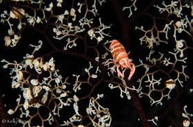 Basket Star Shrimp - Photographed near Pulau Banta, Indonesia