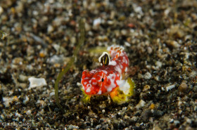 Starry Dragonette - Photographed in Lembeh Strait, Indonesia