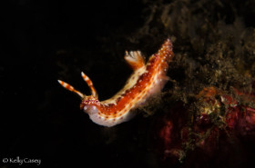 Hypselodoris Nudibranch - Photographed near Pulau Banta, Indonesia