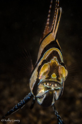 Bangaii Cardinalfish with Babies in Mouth - Photographed in Lembeh Strait, Indonesia