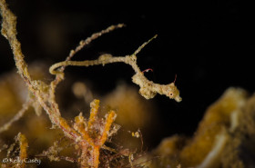 Lembeh "Sea Dragon" - Photographed in Lembeh Strait, Indonesia