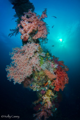 Soft Coral on the Liberty Wreck - Photographed in Bali, Indonesia