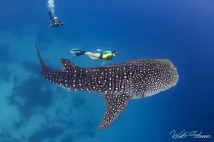 Freediver with whale shark. Philippines