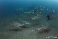 Sandtiger sharks. North Carolina