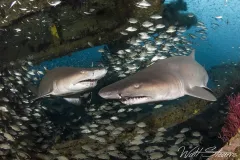 Sandtiger sharks. North Carolina