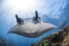 Oceanic giant manta ray. Bali, Indonesia
