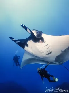 Oceanic giant manta ray. Socorro, Mexico