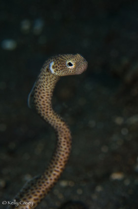 Taylor's Garden Eel - Photographed in Lembeh Strait, Indonesia