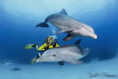Diver with bottlenose dolphins. Freeport, Grand Bahamas