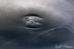 Eye of a sperm whale. Dominica