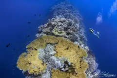 Diver hovering over a dive site called the Blade. Wakatobi, Indonesia