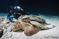 Diver looking over a large loggerhead turtle sleeping. Bimini, Bahamas