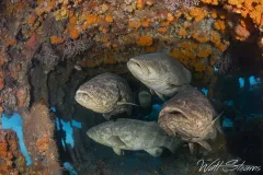 Goliath groupers inside the Mizpah wreck. West Palm Beach, Florida
