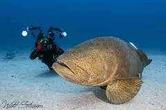 Goliath grouper posing for an underwater photographer. West Palm Beach, Florida