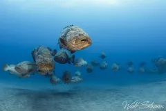 Goliath grouper aggregation at the MG-111 wreck. Jupiter, Florida