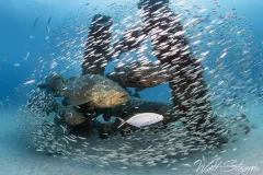 Goliath groupers and baitfish aggregating around some of the concrete pillars at Warrior’s Reef. Jupiter, Florida