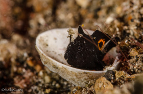 Ocellated Frogfish - Photographed in Lembeh Strait, Indonesia