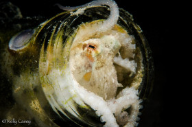 Octopus in a Bottle - Photographed at Lake Worth Lagoon, Florida