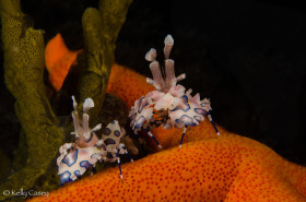 Harlequin Shrimp - Photographed in Lembeh Strait, Indonesia