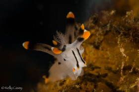 Thecacera Nudibranch - Photographed in Lembeh Strait, Indonesia