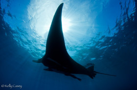 Oceanic Manta Ray - Photographed in Revillagigedo Islands, Mexico