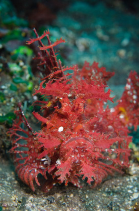 Weedy Rhinopia - Photographed in Bali, Indonesia