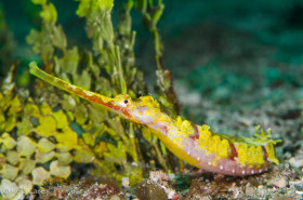 Winged Pipefish - Photographed near Pulau Lembata, Indonesia