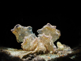 butterfly-seaslug-