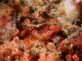 Lembeh-Sea-Dragon