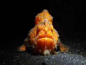 frogfish