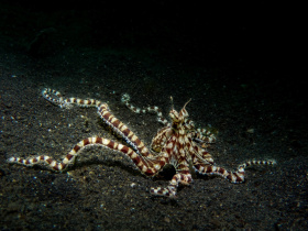 mimic-octopus