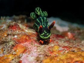 nembrotha-k