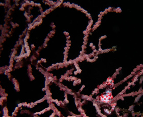 Pygmy-Seahorse_1