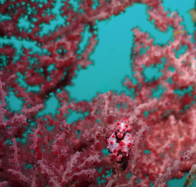 Pygmy-Seahorse_2