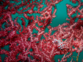 pygmyg-seahorse_3