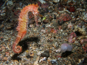 Sea-Horse_Cuttlefish