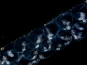 squid-eggs