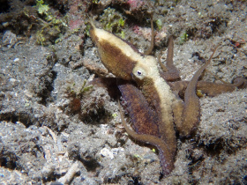 Algae-Octopus