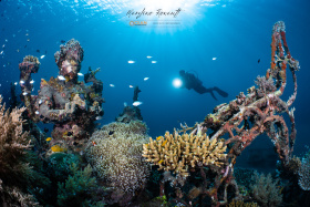 4.-Biorock-coral-restoration