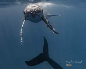 5.-Humpback-whale-calf
