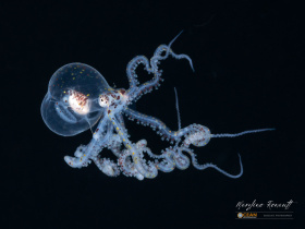 9.-Wunderpus-larval-stage