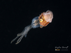The deep sea drift: the Argonaut and jellyfish symbiosis