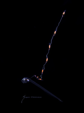 Pearlfish