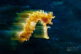 1.-Spirit-of-the-Sea