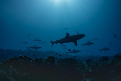 2024_01_French_Polynesia_Fakarava_UW_100