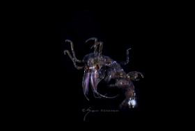Phronima face